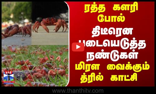 Red Crab | திடீரென படையெடுத்த நண்டுகள்.. மிரள வைக்கும் த்ரில் காட்சி