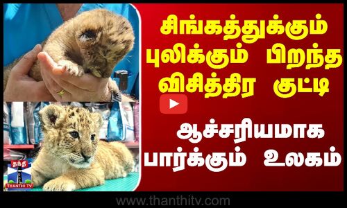 சிங்கத்துக்கும் புலிக்கும் பிறந்த விசித்திர குட்டி