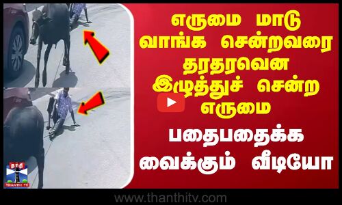 எருமை மாடு வாங்க சென்றவரை தரதரவென இழுத்துச் சென்ற எருமை - பதைபதைக்க வைக்கும் வீடியோ
