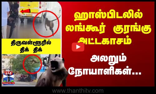 திருவள்ளூர் ஹாஸ்பிடலில் லங்கூர் அட்டகாசம்... அலறும் நோயாளிகள்...