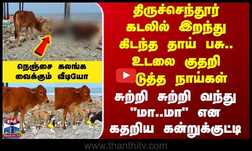 Thiruchendur | இறந்து கிடந்த தாய் பசு.. சுற்றி சுற்றி வந்து மா..மா என கதறிய கன்றுக்குட்டி