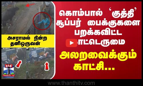 கொம்பால் `குத்தி சூப்பர் பைக்குகளை பறக்கவிட்ட காட்டெருமை... அலறவைக்கும் காட்சி... அசராமல் நின்ற தனிஒருவன்