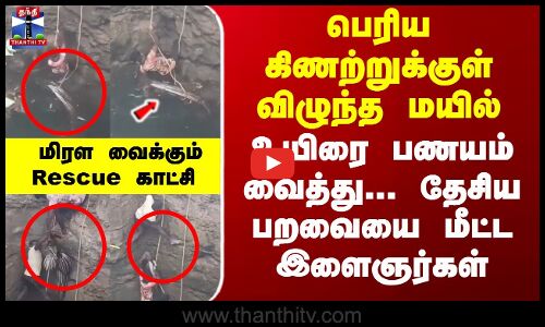 கிணற்றுக்குள் விழுந்த மயில்... உயிரை பணயம் வைத்து மீட்ட இளைஞர்கள்