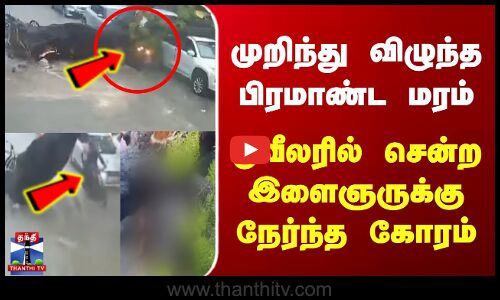 முறிந்து விழுந்த பிரமாண்ட மரம் | டூவீலரில் சென்ற இளைஞருக்கு நேர்ந்த கோரம்