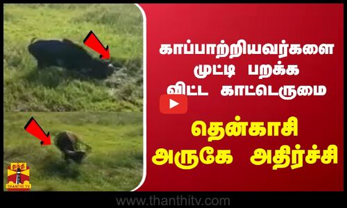 காப்பாற்றியவர்களை முட்டி பறக்கவிட்ட காட்டெருமை.. தென்காசி அருகே அதிர்ச்சி