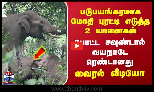 Elephant | படுபயங்கரமாக மோதி புரட்டி எடுத்த 2 யானைகள்.போட்ட சவுண்டால் வயநாடே ரெண்டானது.. வைரல் வீடியோ