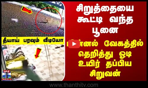 Leopard Viral Video சிறுத்தையை கூட்டி வந்த பூனை -மின்னல் வேகத்தில் தெறித்து ஓடி உயிர் தப்பிய சிறுவன்
