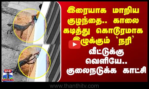 Fox Viral Video | இரையாக மாறிய குழந்தை.. காலை கடித்து கொடூரமாக இழுக்கும் `நரி’ - குலைநடுக்க காட்சி