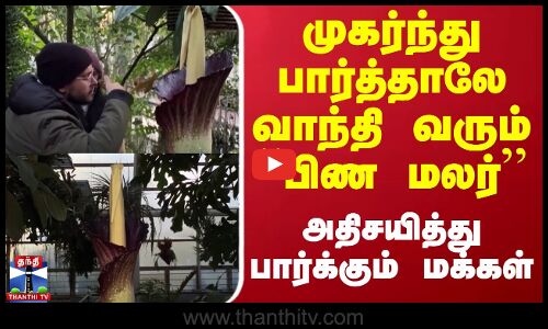 முகர்ந்து பார்த்தாலே வாந்தி வரும் ``பிண மலர் - அதிசயித்து பார்க்கும் மக்கள்