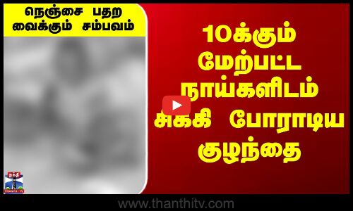 Dog Issue | 10க்கும் மேற்பட்ட நாய்களிடம்  சிக்கி போராடிய 7 வயது சிறுவன்