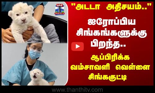 வனவிலங்கு பூங்காவில் புதிய வரவாக வெள்ளை சிங்கக் குட்டிகள்