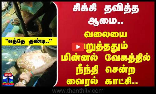 சிக்கி தவித்த ஆமை.. வலையை அறுத்ததும்  மின்னல் வேகத்தில் நீந்தி சென்ற வைரல் காட்சி..