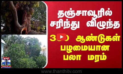 தஞ்சாவூரில் சரிந்து விழுந்த 350 ஆண்டுகள் பழமையான பலா மரம்
