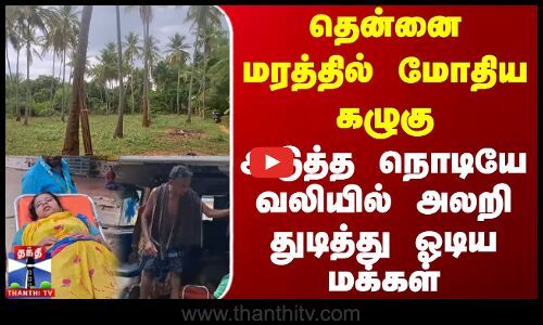 தென்னை மரத்தில் மோதிய கழுகு - வலியில் அலறி துடித்து ஓடிய மக்கள்