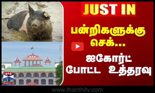 பன்றிகளுக்கு  செக்.. ஐகோர்ட் போட்ட உத்தரவு