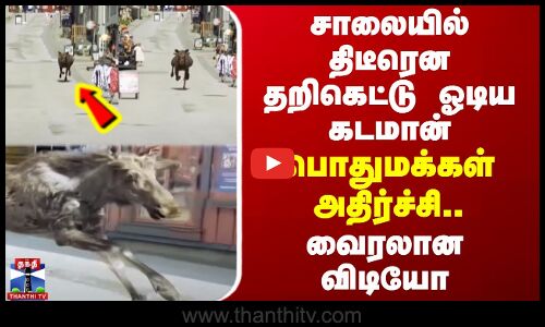 சாலையில் திடீரென தறிகெட்டு ஓடிய கடமான் - பொதுமக்கள் அதிர்ச்சி.. வைரலான விடியோ