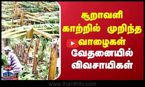 சூறாவளி காற்றில் முறிந்த வாழைகள்.. வேதனையில் விவசாயிகள்