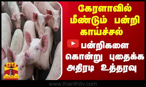 கேரளாவில் மீண்டும் பன்றி காய்ச்சல் பன்றிகளை கொன்று புதைக்க அதிரடி உத்தரவு