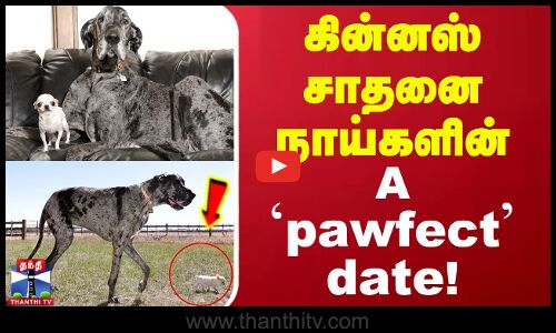 கின்னஸ் சாதனை நாய்களின் A `PAWFECT Date! | Guinness Record | Dogs | Date
