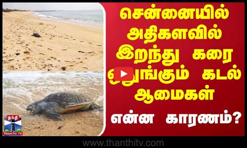 சென்னையில் அதிகளவில் இறந்து கரை ஒதுங்கும் கடல் ஆமைகள் - என்ன காரணம்?