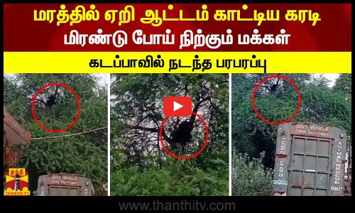 மரத்தில் ஏறி ஆட்டம் காட்டிய கரடி.. மிரண்டு போய் நிற்கும் மக்கள்.. கடப்பாவில் நடந்த பரபரப்பு