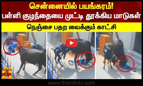 சென்னையில் பயங்கரம்!.. பள்ளி குழந்தையை முட்டி தூக்கிய மாடுகள்.. நெஞ்சை பதற வைக்கும் காட்சி