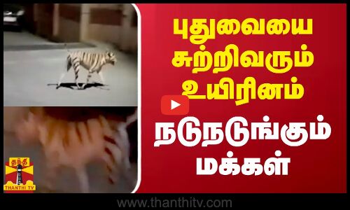 புதுவையை சுற்றிவரும் உயிரினம் - நடுநடுங்கும் மக்கள்