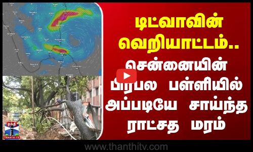 Cyclone  Ditwah  |  Heavy Rain | Chennai Rains |  Tree |  டிட்வாவின் வெறியாட்டம்..