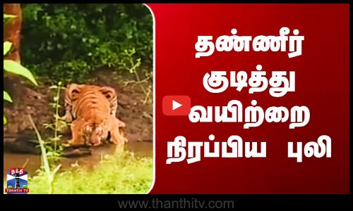 Tiger Viral Video | நீரோடையில் தண்ணீர் குடித்து தாகம் தீர்த்த புலி