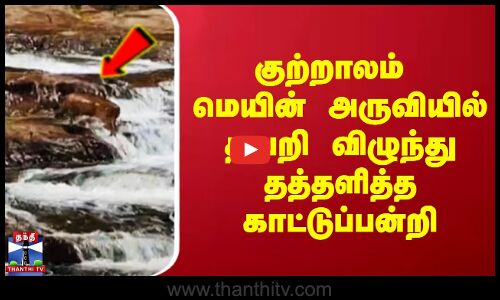 குற்றாலம் மெயின் அருவியில் தவறி விழுந்து தத்தளித்த காட்டுப்பன்றி