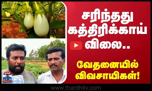Brinjal Price | சரிந்தது கத்திரிக்காய் விலை.. வேதனையில் விவசாயிகள்!