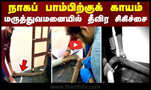 நாகப் பாம்பிற்குக் காயம் - மருத்துவமனையில் தீவிர சிகிச்சை