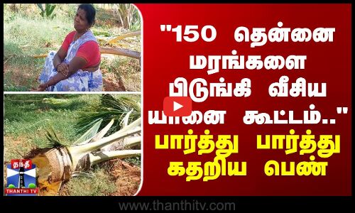 150 தென்னை மரங்களை பிடுங்கி வீசிய யானை கூட்டம்.. - பார்த்து பார்த்து கதறிய பெண்
