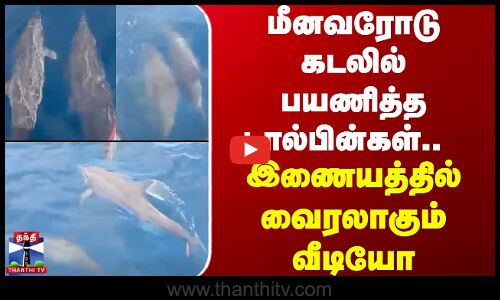 Dolphins Travel With Fisherman ||  மீனவரோடு கடலில் பயணித்த டால்பின்கள். இணையத்தில் வைரலாகும் வீடியோ