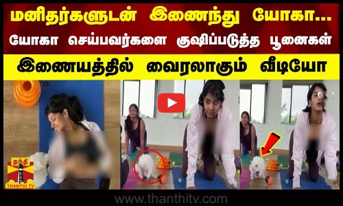 மனிதர்களுடன் இணைந்து யோகா... யோகா செய்பவர்களை குஷிப்படுத்த பூனைகள் - இணையத்தில் வைரலாகும் வீடியோ