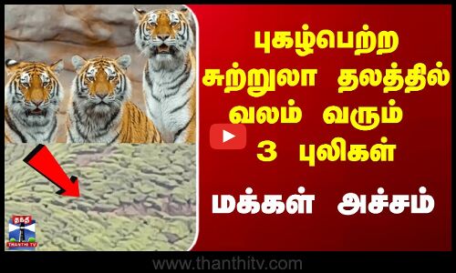 Kerala Tiger News | தேயிலை தோட்டத்தில் வலம் வரும் 3 புலிகள் - ​தொழிலாளர்கள் அச்சம்