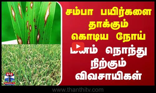 சம்பா பயிர்களை  தாக்கும் கொடிய நோய்... மனம் நொந்து நிற்கும் விவசாயிகள்
