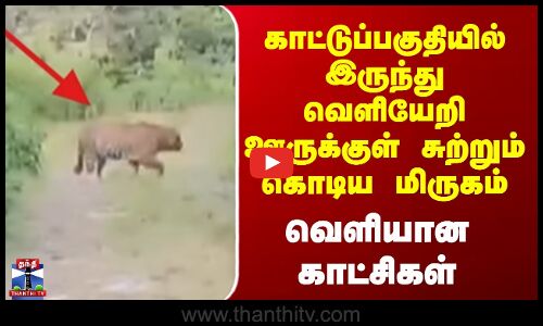 Ooty | காட்டுப்பகுதியில் இருந்து வெளியேறி ஊருக்குள் சுற்றும் கொடிய மிருகம் - வெளியான காட்சிகள்