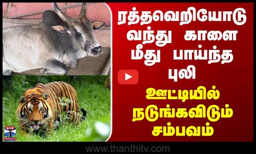 Ooty Tiger Attack ரத்தவெறியோடு வந்து காளை மீது பாய்ந்த புலி - ஊட்டியில் நடுங்கவிடும் சம்பவம்