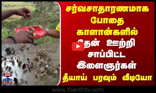 சர்வசாதாரணமாக போதை காளான்களில் தேன் ஊற்றி சாப்பிட்ட இளைஞர்கள்