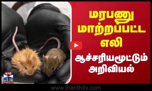 மரபணு மாற்றப்பட்ட எலி - ஆச்சரியமூட்டும் அறிவியல்