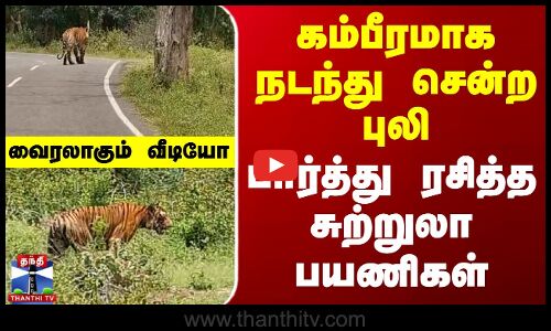 கம்பீரமாக நடந்து சென்ற புலி - பார்த்து ரசித்த சுற்றுலா பயணிகள்