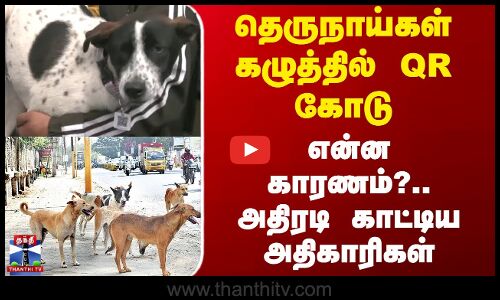 தெருநாய்கள் கழுத்தில் QR கோடு - என்ன காரணம்?.. அதிகாரிகள் அதிரடி