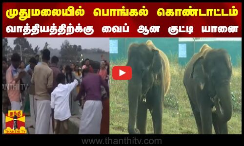 முதுமலையில் பொங்கல் கொண்டாட்டம்.. வாத்தியத்திற்க்கு வைப் ஆன குட்டி யானை