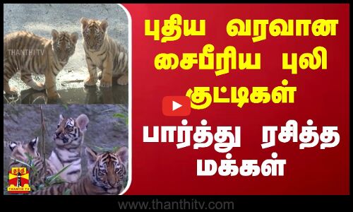 புதிய வரவான சைபீரிய புலி குட்டிகள்... பார்த்து ரசித்த மக்கள் | Tiger Cubs | Germany