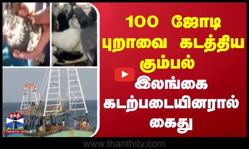 100 ஜோடி புறாவை கடத்திய கும்பல் - இலங்கை கடற்படையினரால் கைது