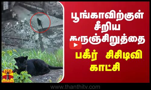 பூங்காவிற்குள் சீறிய கருஞ்சிறுத்தை.. வெளியான பகீர் சிசிடிவி காட்சி