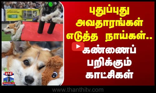 புதுப்புது அவதாரங்கள் எடுத்த நாய்கள்.கண்ணைப்பறிக்கும் காட்சிகள்