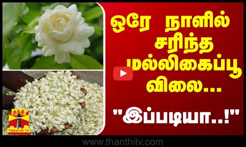 ஒரே நாளில் பாதியாக சரிந்த மல்லிகைப்பூ விலை... இப்படியா..! | Jasmine Flower | ThanthiTV