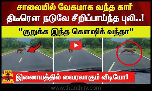 சாலையில் வேகமாக வந்த கார்.. திடீரென நடுவே சீறிப்பாய்ந்த புலி..! குறுக்க இந்த கௌஷிக் வந்தா